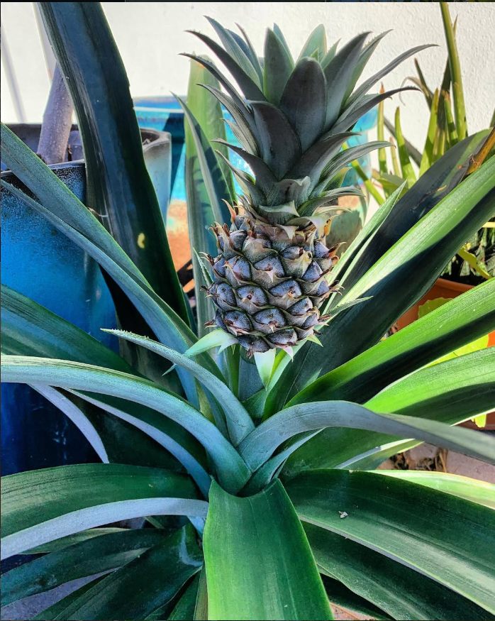 A pineapple plant growing in a home garden.